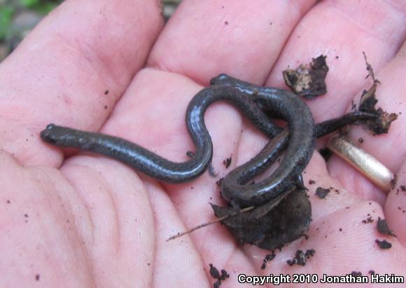 Black-bellied Slender Salamander (Batrachoseps nigriventris)