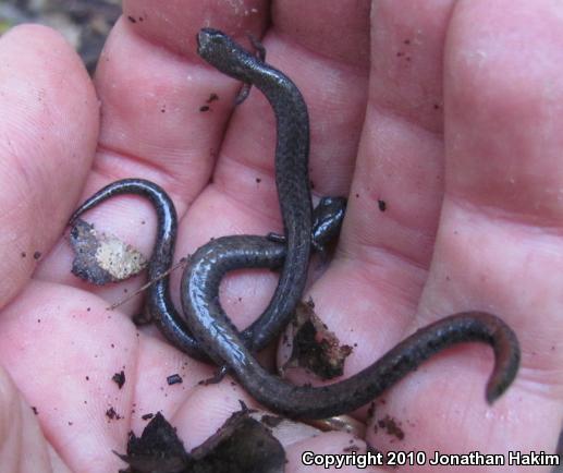 Black-bellied Slender Salamander (Batrachoseps nigriventris)