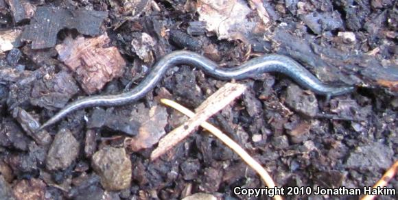 Black-bellied Slender Salamander (Batrachoseps nigriventris)