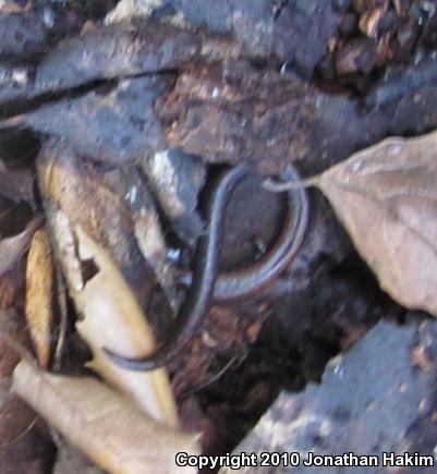 Black-bellied Slender Salamander (Batrachoseps nigriventris)