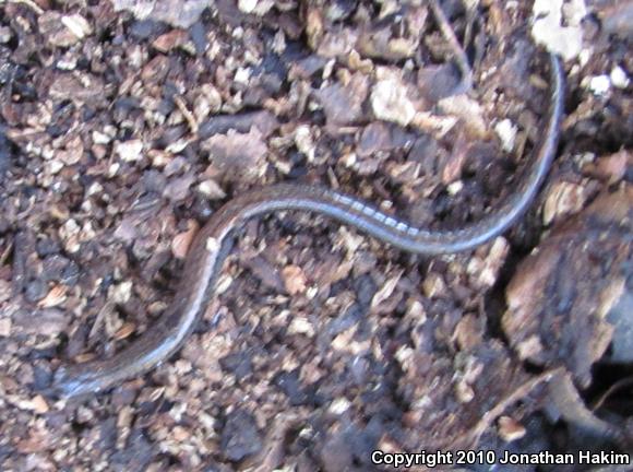 Black-bellied Slender Salamander (Batrachoseps nigriventris)