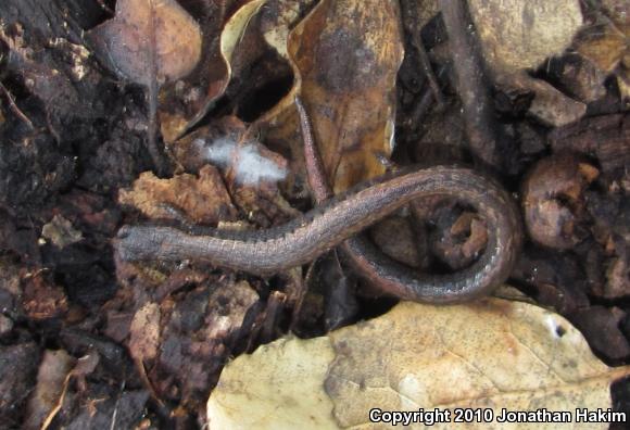 Black-bellied Slender Salamander (Batrachoseps nigriventris)