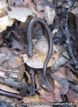 Black-bellied Slender Salamander (Batrachoseps nigriventris)