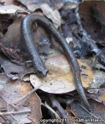 Black-bellied Slender Salamander (Batrachoseps nigriventris)