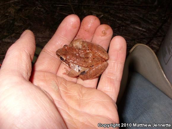 Wood Frog (Lithobates sylvaticus)