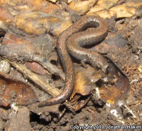 Black-bellied Slender Salamander (Batrachoseps nigriventris)