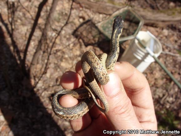 Eastern Gartersnake (Thamnophis sirtalis sirtalis)