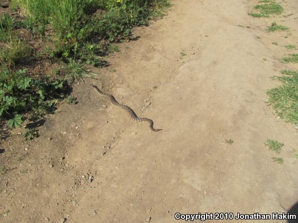 Southern Pacific Rattlesnake (Crotalus oreganus helleri)