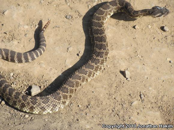 Southern Pacific Rattlesnake (Crotalus oreganus helleri)