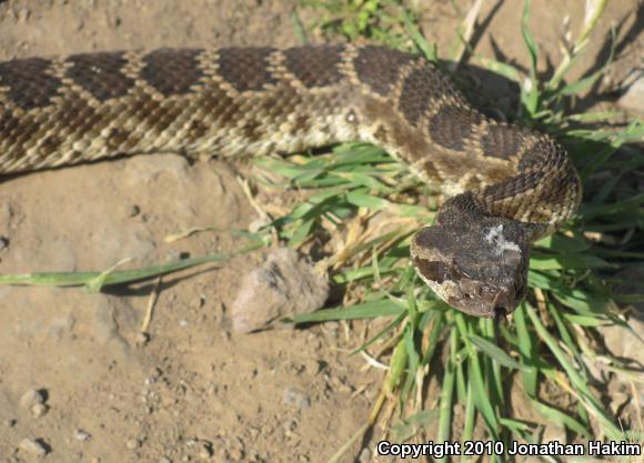 Southern Pacific Rattlesnake (Crotalus oreganus helleri)