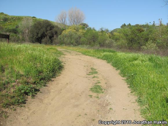 Southern Pacific Rattlesnake (Crotalus oreganus helleri)