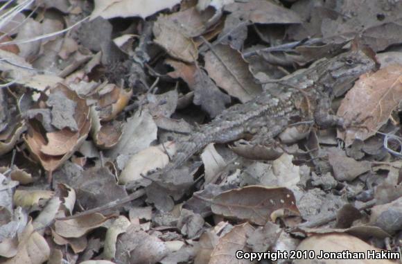 Great Basin Fence Lizard (Sceloporus occidentalis longipes)