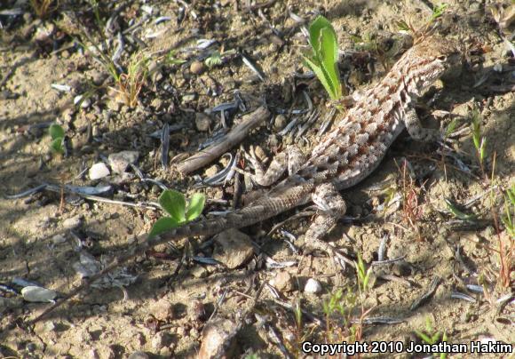 Western Side-blotched Lizard (Uta stansburiana elegans)