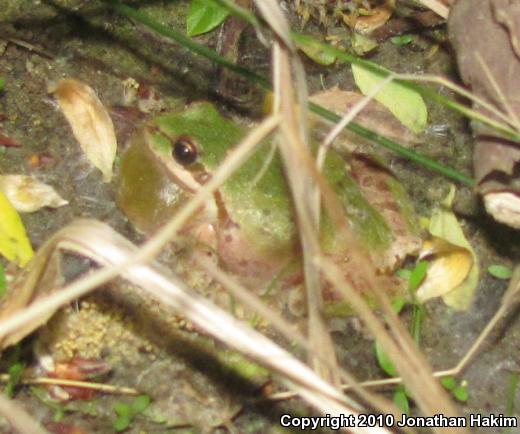 Baja California Treefrog (Pseudacris hypochondriaca)