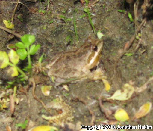 Baja California Treefrog (Pseudacris hypochondriaca)