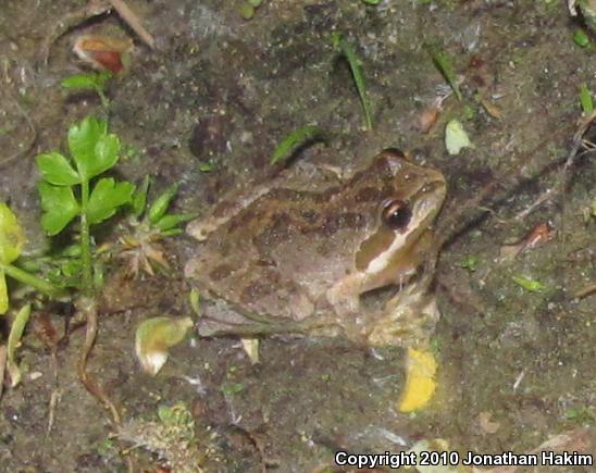 Baja California Treefrog (Pseudacris hypochondriaca)