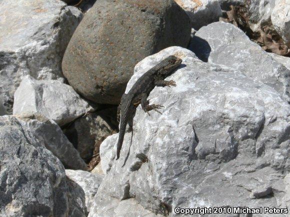 NorthWestern Fence Lizard (Sceloporus occidentalis occidentalis)