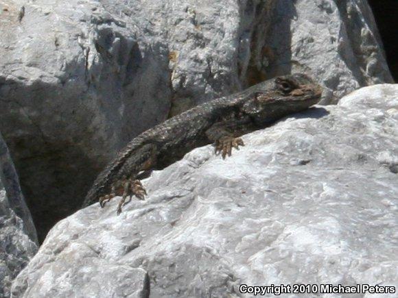 NorthWestern Fence Lizard (Sceloporus occidentalis occidentalis)