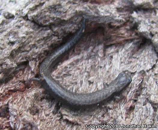 Black-bellied Slender Salamander (Batrachoseps nigriventris)