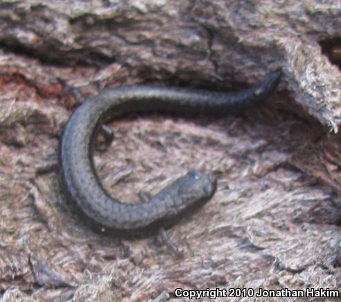 Black-bellied Slender Salamander (Batrachoseps nigriventris)