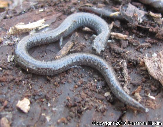 Black-bellied Slender Salamander (Batrachoseps nigriventris)