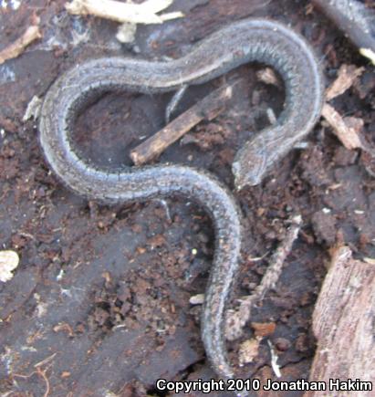 Black-bellied Slender Salamander (Batrachoseps nigriventris)