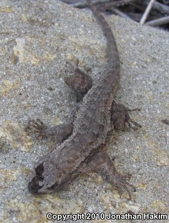 Great Basin Fence Lizard (Sceloporus occidentalis longipes)