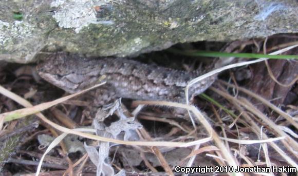 Great Basin Fence Lizard (Sceloporus occidentalis longipes)