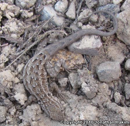 Western Side-blotched Lizard (Uta stansburiana elegans)