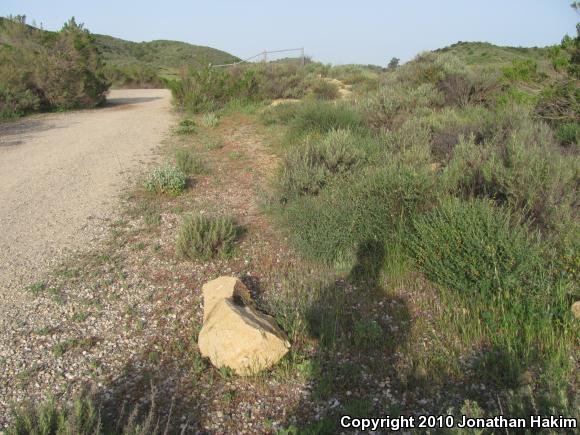 Western Side-blotched Lizard (Uta stansburiana elegans)