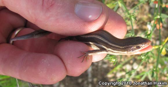 Western Skink (Plestiodon skiltonianus skiltonianus)