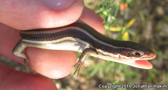 Western Skink (Plestiodon skiltonianus skiltonianus)