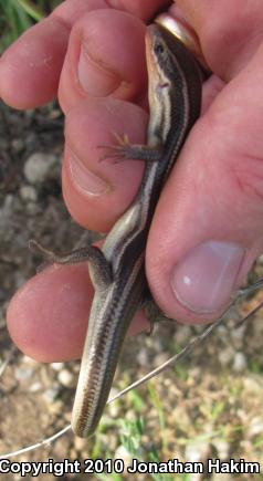 Western Skink (Plestiodon skiltonianus skiltonianus)