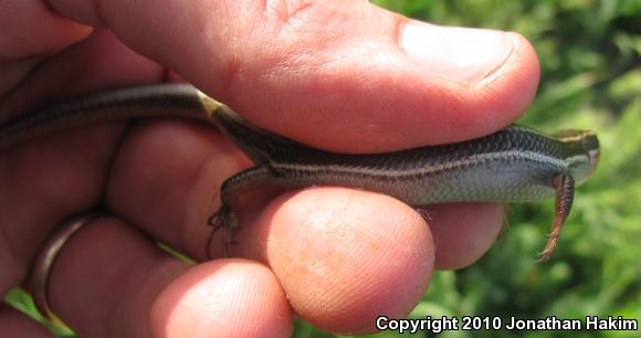 Western Skink (Plestiodon skiltonianus skiltonianus)