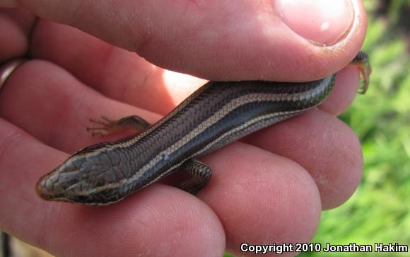 Western Skink (Plestiodon skiltonianus skiltonianus)