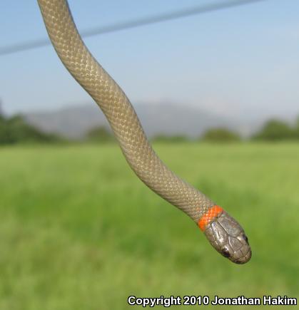 San Bernardino Ring-necked Snake (Diadophis punctatus modestus)