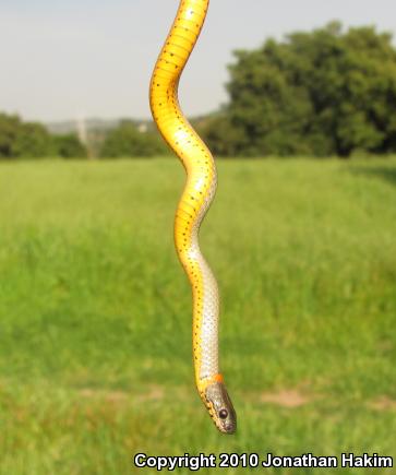 San Bernardino Ring-necked Snake (Diadophis punctatus modestus)