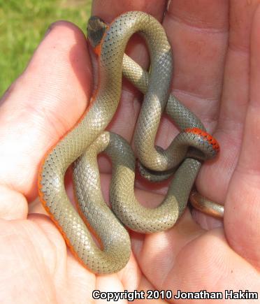 San Bernardino Ring-necked Snake (Diadophis punctatus modestus)