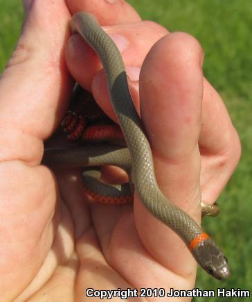 San Bernardino Ring-necked Snake (Diadophis punctatus modestus)