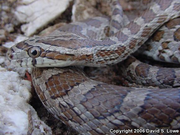 North American Ratsnakes (Pantherophis)