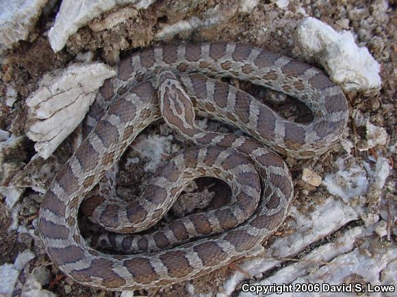 North American Ratsnakes (Pantherophis)