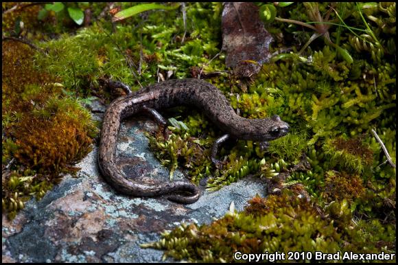 Tehachapi Slender Salamander (Batrachoseps stebbinsi)