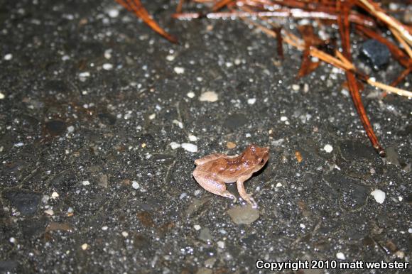 Northern Spring Peeper (Pseudacris crucifer crucifer)