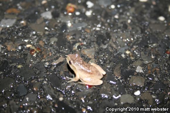 Northern Spring Peeper (Pseudacris crucifer crucifer)