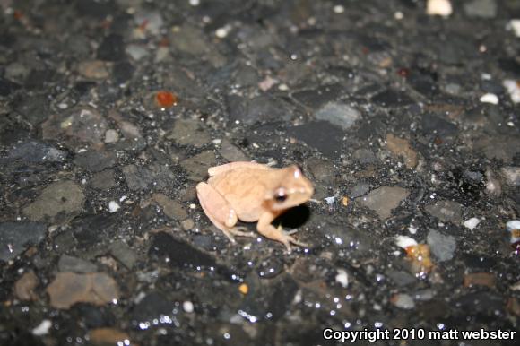 Northern Spring Peeper (Pseudacris crucifer crucifer)