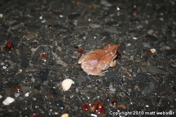 Northern Spring Peeper (Pseudacris crucifer crucifer)