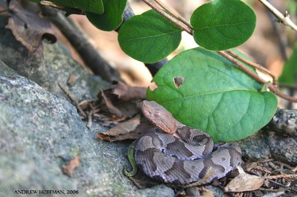 Northern  Copperhead (Agkistrodon contortrix mokasen)