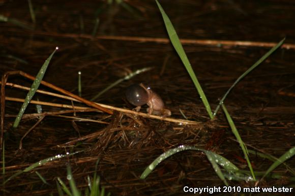 Northern Spring Peeper (Pseudacris crucifer crucifer)