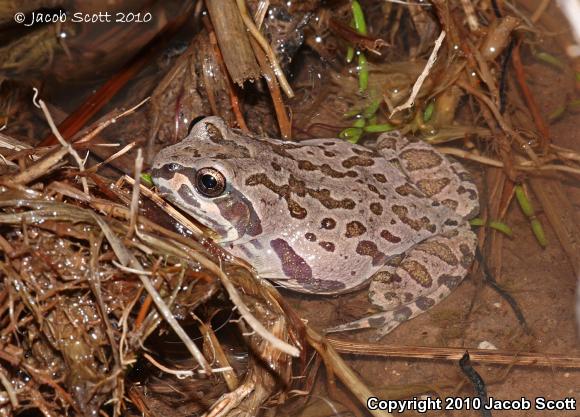 Illinois Chorus Frog (Pseudacris illinoensis)