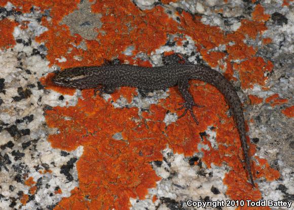 Sierra Night Lizard (Xantusia sierrae)